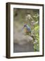 Common Kingfisher (Alcedo atthis) adult male, perched on twig amongst Red Campion flowers, England-Paul Sawer-Framed Photographic Print