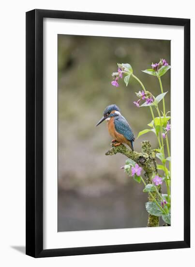 Common Kingfisher (Alcedo atthis) adult male, perched on twig amongst Red Campion flowers, England-Paul Sawer-Framed Photographic Print