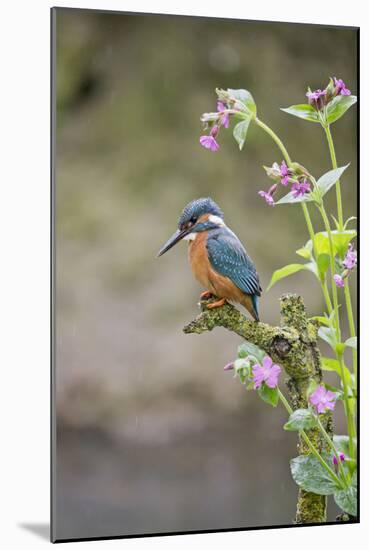 Common Kingfisher (Alcedo atthis) adult male, perched on twig amongst Red Campion flowers, England-Paul Sawer-Mounted Photographic Print