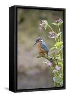Common Kingfisher (Alcedo atthis) adult male, perched on twig amongst Red Campion flowers, England-Paul Sawer-Framed Stretched Canvas