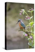 Common Kingfisher (Alcedo atthis) adult male, perched on twig amongst Red Campion flowers, England-Paul Sawer-Stretched Canvas