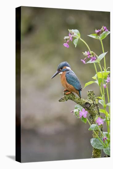 Common Kingfisher (Alcedo atthis) adult male, perched on twig amongst Red Campion flowers, England-Paul Sawer-Stretched Canvas