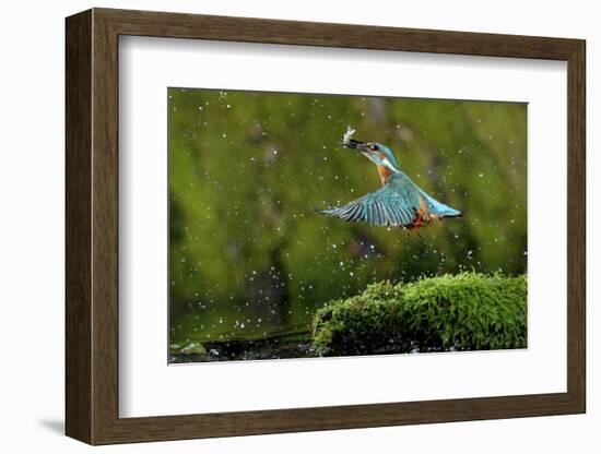 Common Kingfisher {Alcedo Atthis} Coming Up Out of Water with Fish, Lorraine, France-Poinsignon and Hackel-Framed Photographic Print