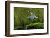 Common Kingfisher {Alcedo Atthis} Coming Up Out of Water with Fish, Lorraine, France-Poinsignon and Hackel-Framed Photographic Print