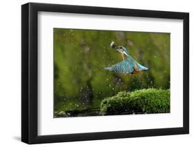 Common Kingfisher {Alcedo Atthis} Coming Up Out of Water with Fish, Lorraine, France-Poinsignon and Hackel-Framed Photographic Print