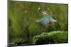 Common Kingfisher {Alcedo Atthis} Coming Up Out of Water with Fish, Lorraine, France-Poinsignon and Hackel-Mounted Photographic Print