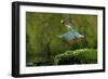 Common Kingfisher {Alcedo Atthis} Coming Up Out of Water with Fish, Lorraine, France-Poinsignon and Hackel-Framed Photographic Print