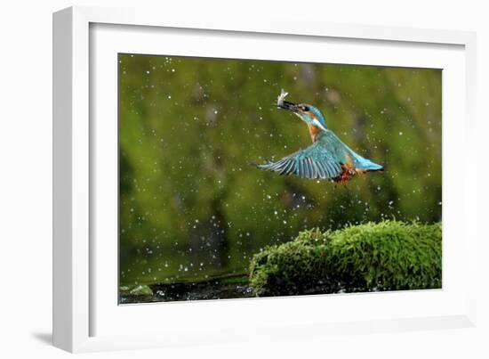 Common Kingfisher {Alcedo Atthis} Coming Up Out of Water with Fish, Lorraine, France-Poinsignon and Hackel-Framed Photographic Print