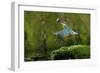 Common Kingfisher {Alcedo Atthis} Coming Up Out of Water with Fish, Lorraine, France-Poinsignon and Hackel-Framed Photographic Print