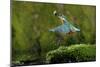 Common Kingfisher {Alcedo Atthis} Coming Up Out of Water with Fish, Lorraine, France-Poinsignon and Hackel-Mounted Photographic Print