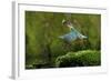 Common Kingfisher {Alcedo Atthis} Coming Up Out of Water with Fish, Lorraine, France-Poinsignon and Hackel-Framed Photographic Print