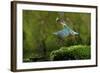 Common Kingfisher {Alcedo Atthis} Coming Up Out of Water with Fish, Lorraine, France-Poinsignon and Hackel-Framed Photographic Print