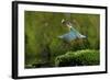 Common Kingfisher {Alcedo Atthis} Coming Up Out of Water with Fish, Lorraine, France-Poinsignon and Hackel-Framed Photographic Print