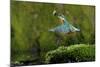 Common Kingfisher {Alcedo Atthis} Coming Up Out of Water with Fish, Lorraine, France-Poinsignon and Hackel-Mounted Photographic Print