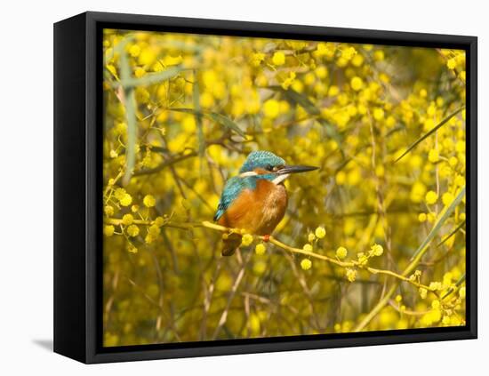 Common Kingfisher Perched in Yellow Flowering-null-Framed Stretched Canvas