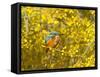 Common Kingfisher Perched in Yellow Flowering-null-Framed Stretched Canvas