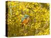 Common Kingfisher Perched in Yellow Flowering-null-Stretched Canvas