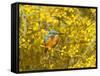 Common Kingfisher Perched in Yellow Flowering-null-Framed Stretched Canvas