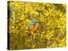 Common Kingfisher Perched in Yellow Flowering-null-Stretched Canvas