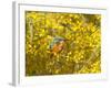 Common Kingfisher Perched in Yellow Flowering-null-Framed Photographic Print