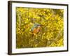 Common Kingfisher Perched in Yellow Flowering-null-Framed Photographic Print