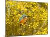 Common Kingfisher Perched in Yellow Flowering-null-Mounted Photographic Print