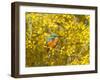 Common Kingfisher Perched in Yellow Flowering-null-Framed Photographic Print