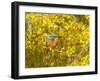 Common Kingfisher Perched in Yellow Flowering-null-Framed Photographic Print
