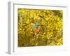 Common Kingfisher Perched in Yellow Flowering-null-Framed Photographic Print
