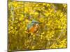 Common Kingfisher Perched in Yellow Flowering-null-Mounted Photographic Print