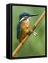 Common Kingfisher Perched on Fishing Rod, Hertfordshire, England, UK-Andy Sands-Framed Stretched Canvas