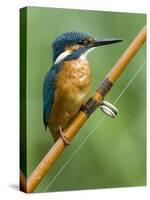 Common Kingfisher Perched on Fishing Rod, Hertfordshire, England, UK-Andy Sands-Stretched Canvas