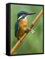 Common Kingfisher Perched on Fishing Rod, Hertfordshire, England, UK-Andy Sands-Framed Stretched Canvas