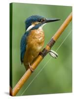 Common Kingfisher Perched on Fishing Rod, Hertfordshire, England, UK-Andy Sands-Stretched Canvas