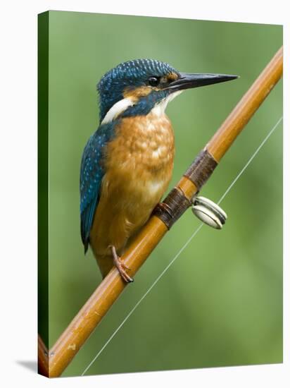 Common Kingfisher Perched on Fishing Rod, Hertfordshire, England, UK-Andy Sands-Stretched Canvas