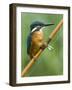 Common Kingfisher Perched on Fishing Rod, Hertfordshire, England, UK-Andy Sands-Framed Photographic Print