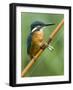 Common Kingfisher Perched on Fishing Rod, Hertfordshire, England, UK-Andy Sands-Framed Photographic Print
