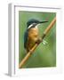 Common Kingfisher Perched on Fishing Rod, Hertfordshire, England, UK-Andy Sands-Framed Photographic Print