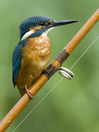 Common Kingfisher Perched on Fishing Rod, Hertfordshire, England, UK