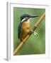 Common Kingfisher Perched on Fishing Rod, Hertfordshire, England, UK-Andy Sands-Framed Photographic Print