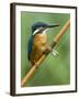 Common Kingfisher Perched on Fishing Rod, Hertfordshire, England, UK-Andy Sands-Framed Photographic Print