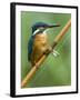 Common Kingfisher Perched on Fishing Rod, Hertfordshire, England, UK-Andy Sands-Framed Photographic Print