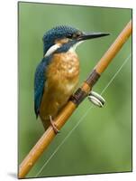 Common Kingfisher Perched on Fishing Rod, Hertfordshire, England, UK-Andy Sands-Mounted Photographic Print