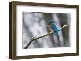 Common kingfisher perched on frosty branch in winter, Germany-Konrad Wothe-Framed Photographic Print