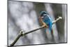 Common kingfisher perched on frosty branch in winter, Germany-Konrad Wothe-Mounted Photographic Print