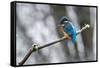 Common kingfisher perched on frosty branch in winter, Germany-Konrad Wothe-Framed Stretched Canvas