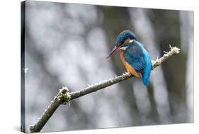 Common kingfisher perched on frosty branch in winter, Germany-Konrad Wothe-Stretched Canvas