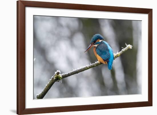 Common kingfisher perched on frosty branch in winter, Germany-Konrad Wothe-Framed Photographic Print