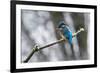 Common kingfisher perched on frosty branch in winter, Germany-Konrad Wothe-Framed Photographic Print