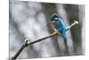 Common kingfisher perched on frosty branch in winter, Germany-Konrad Wothe-Mounted Photographic Print